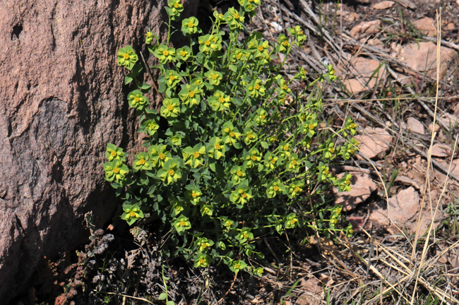 Euphorbia incisa grows up to about 16 inches or so and has smooth or slightly pubescent surfaces. The stems are often purplish, many and erect to falling over with continued growth upward. Mojave spurge